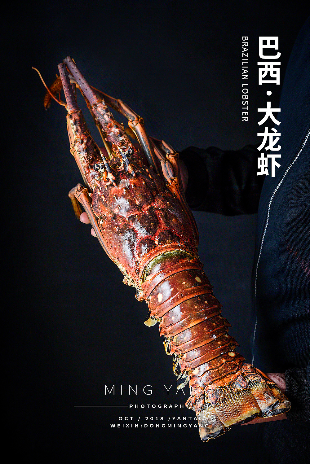 巴西大龙虾