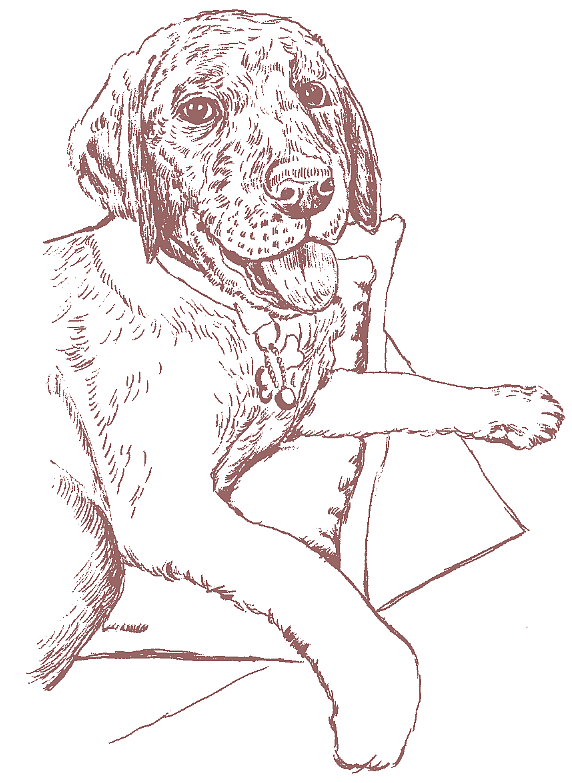 狗的世界只有狗懂