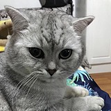 小鸡和小鸭的故事的头像