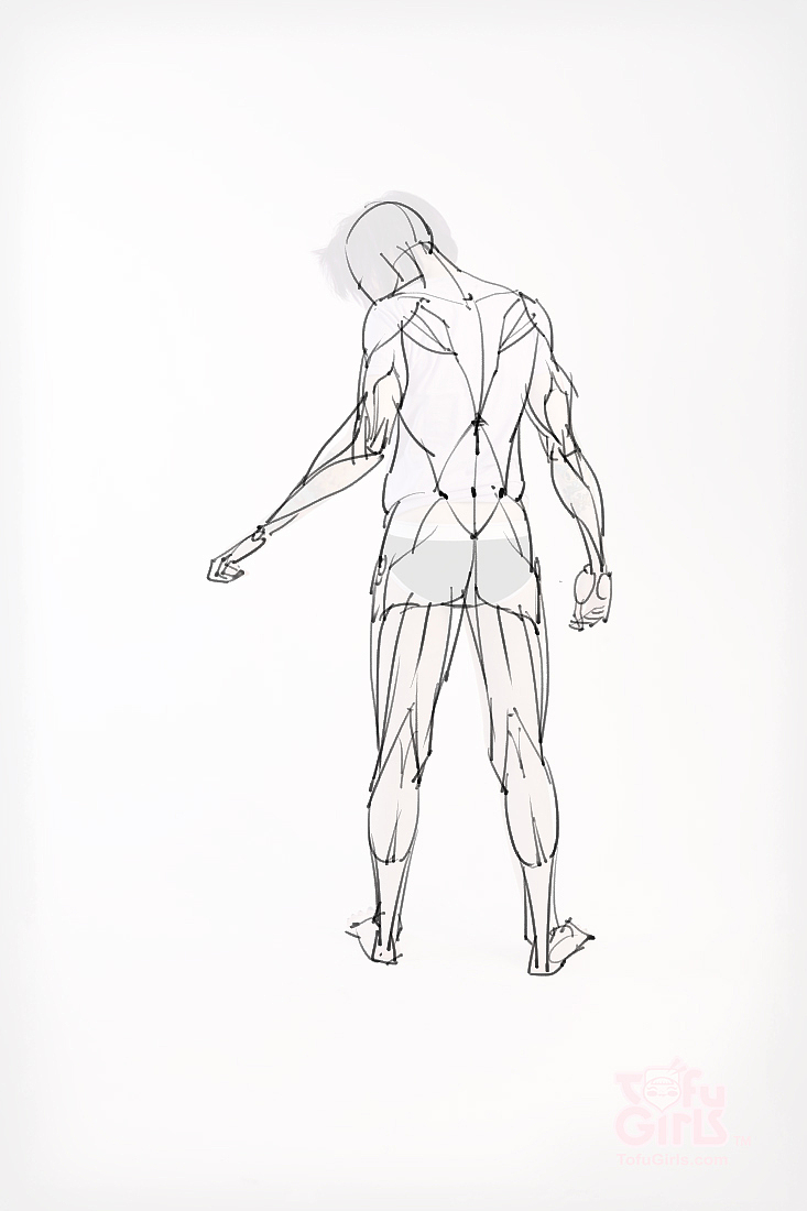 「素材」分享一波绘画专用人体解剖素材 part 09