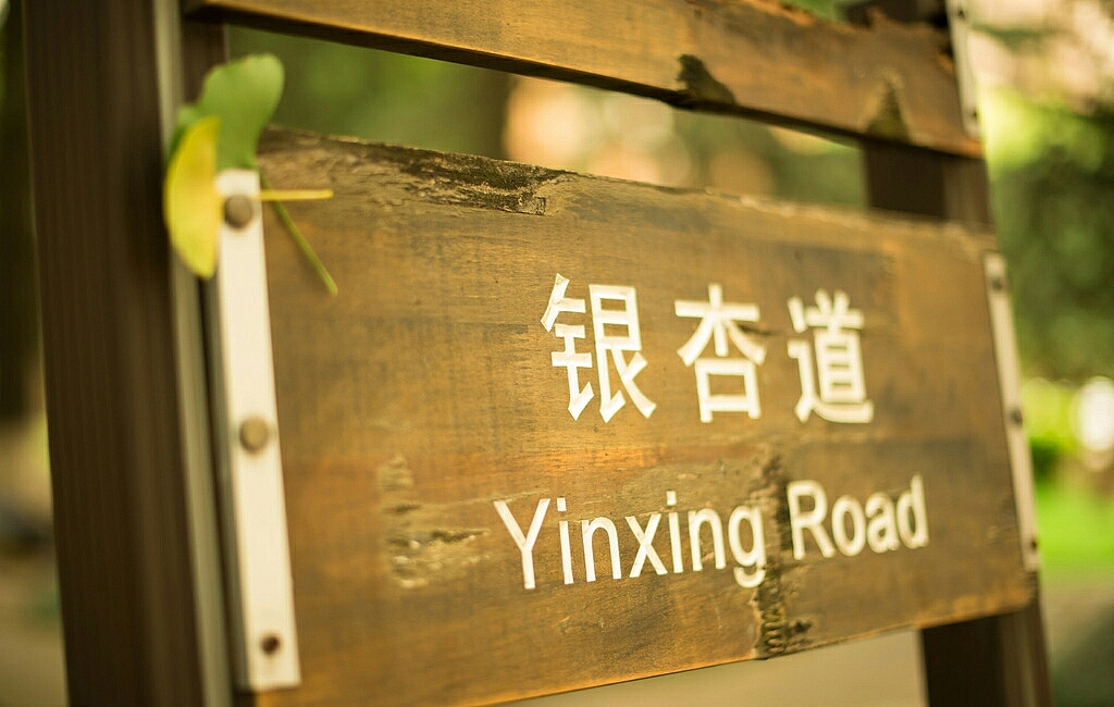 云南大学-银杏篇