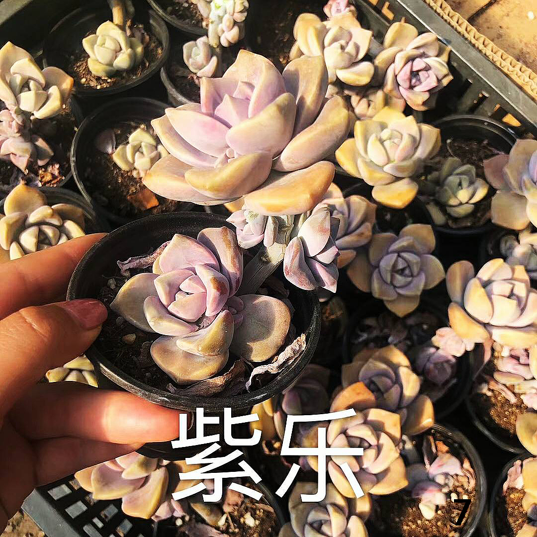 云南东南亚多肉绿植（图ZMTU1NDUxMjUy） - 产品摄影 - 站酷设计师绿植玩家原创素材 - 站酷ZCOOL