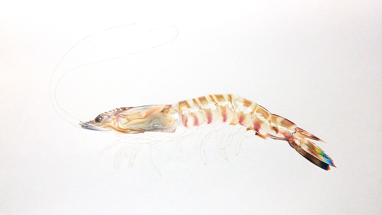 彩铅插画—老虎虾（图ZMjk5OTEyODA=） - 绘画 - 站酷设计师面包超人zZ原创素材 - 站酷ZCOOL