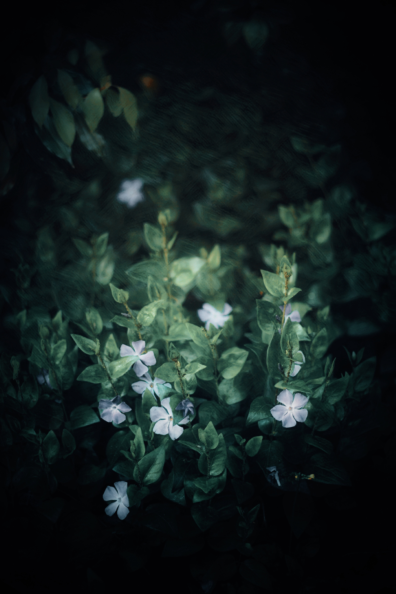 山花满头莫问归处