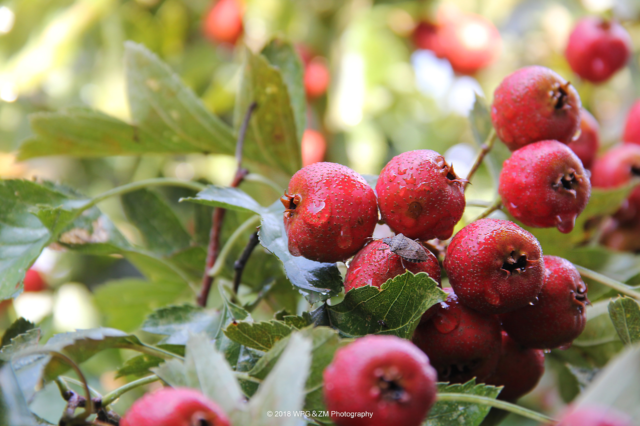 《 一雨秋凉 》