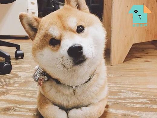 LOGO设计（个人主页-ZMzkyMTgxNTY=） - Logo - 站酷设计师猪猪龙aaa原创素材 - 站酷ZCOOL