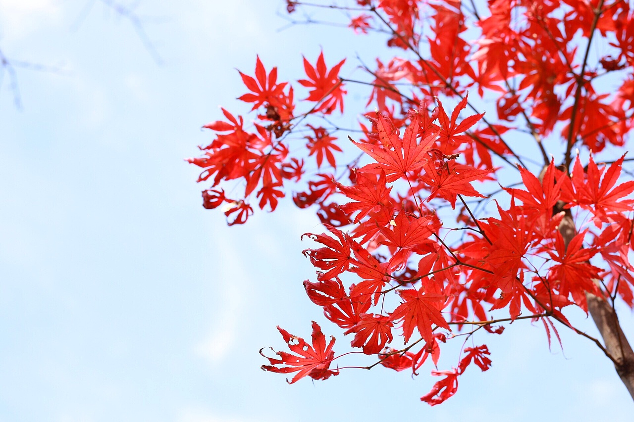 一叶知秋（图ZMTE3NTAyNzA0） - 风光摄影 - 站酷设计师苦瓜白糖原创素材 - 站酷ZCOOL