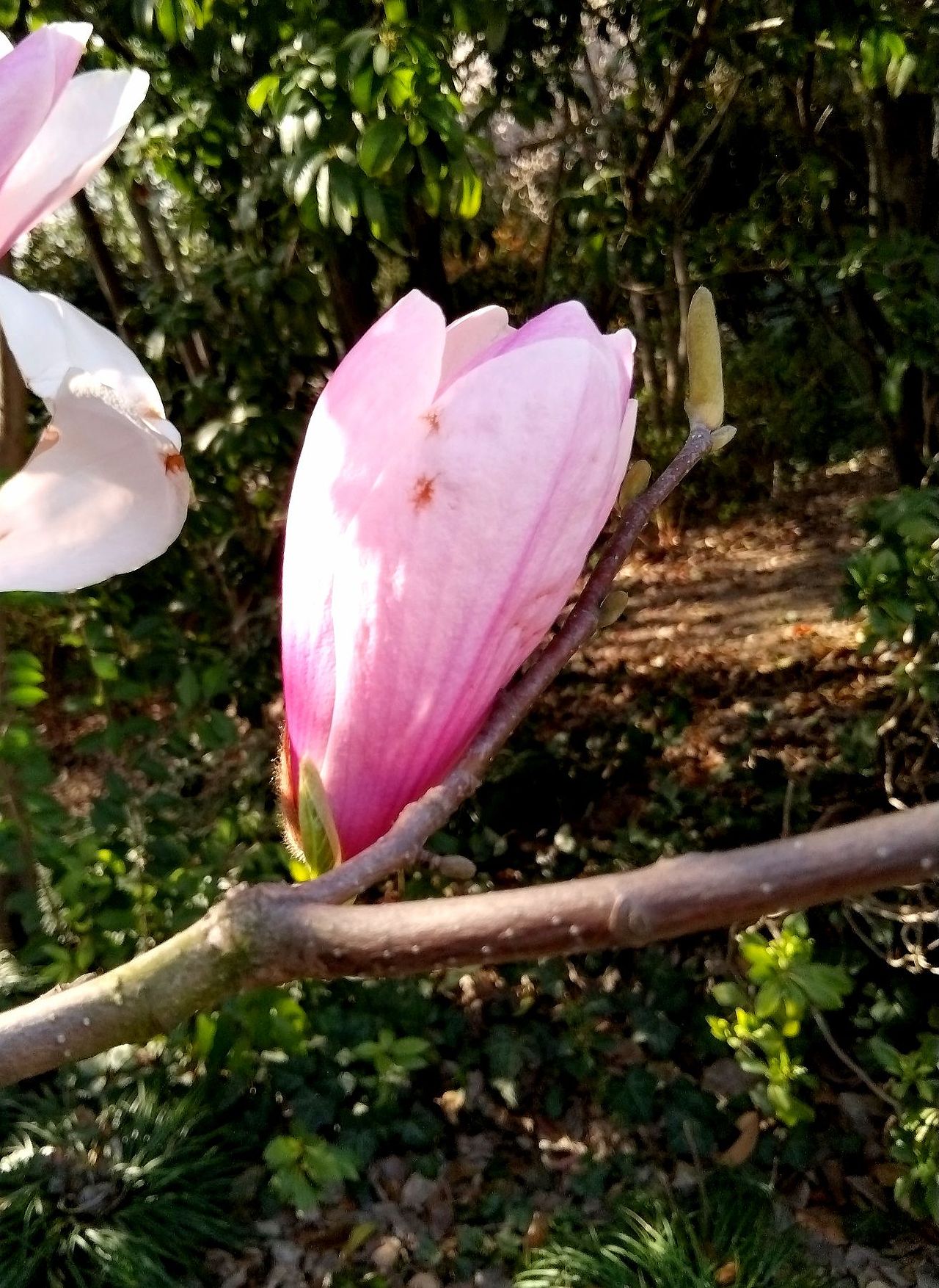 3月实拍!初春.玉兰花。