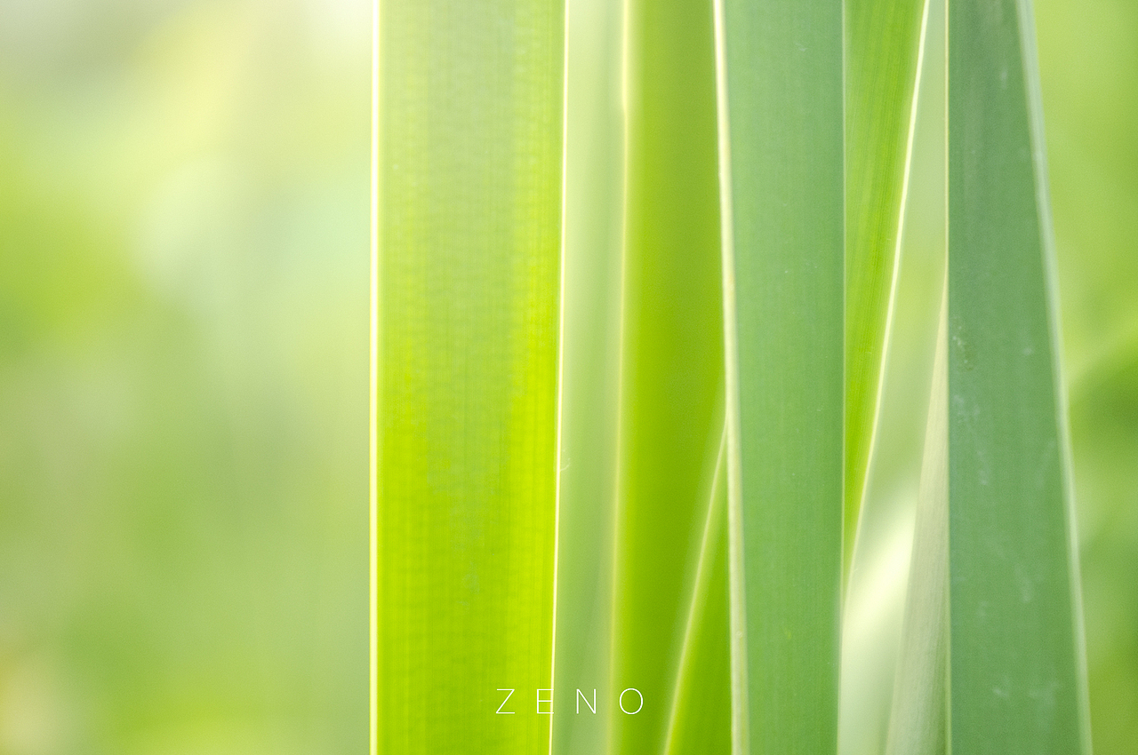 For Summer（图ZODAyNTUzMDA=） - 人文/纪实摄影 - 站酷设计师zenolee原创素材 - 站酷ZCOOL