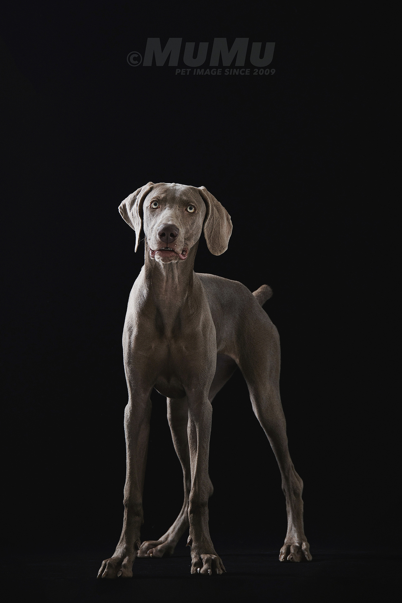 穆牧摄影-宠物摄影(2020总结1)