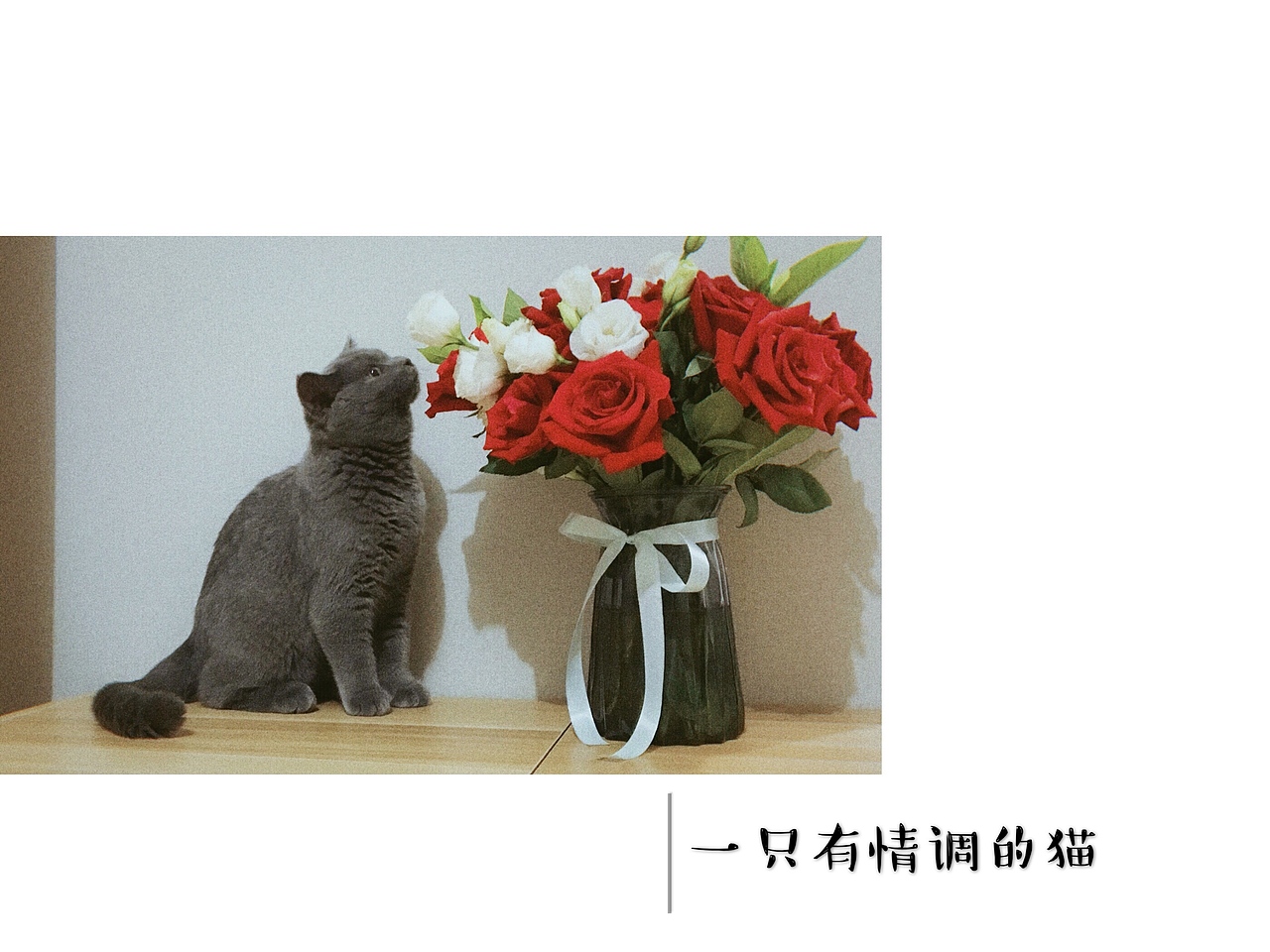 辣条是只猫（图ZMTczNjQ1MTA0） - 宠物摄影 - 站酷设计师奋斗的PM原创素材 - 站酷ZCOOL