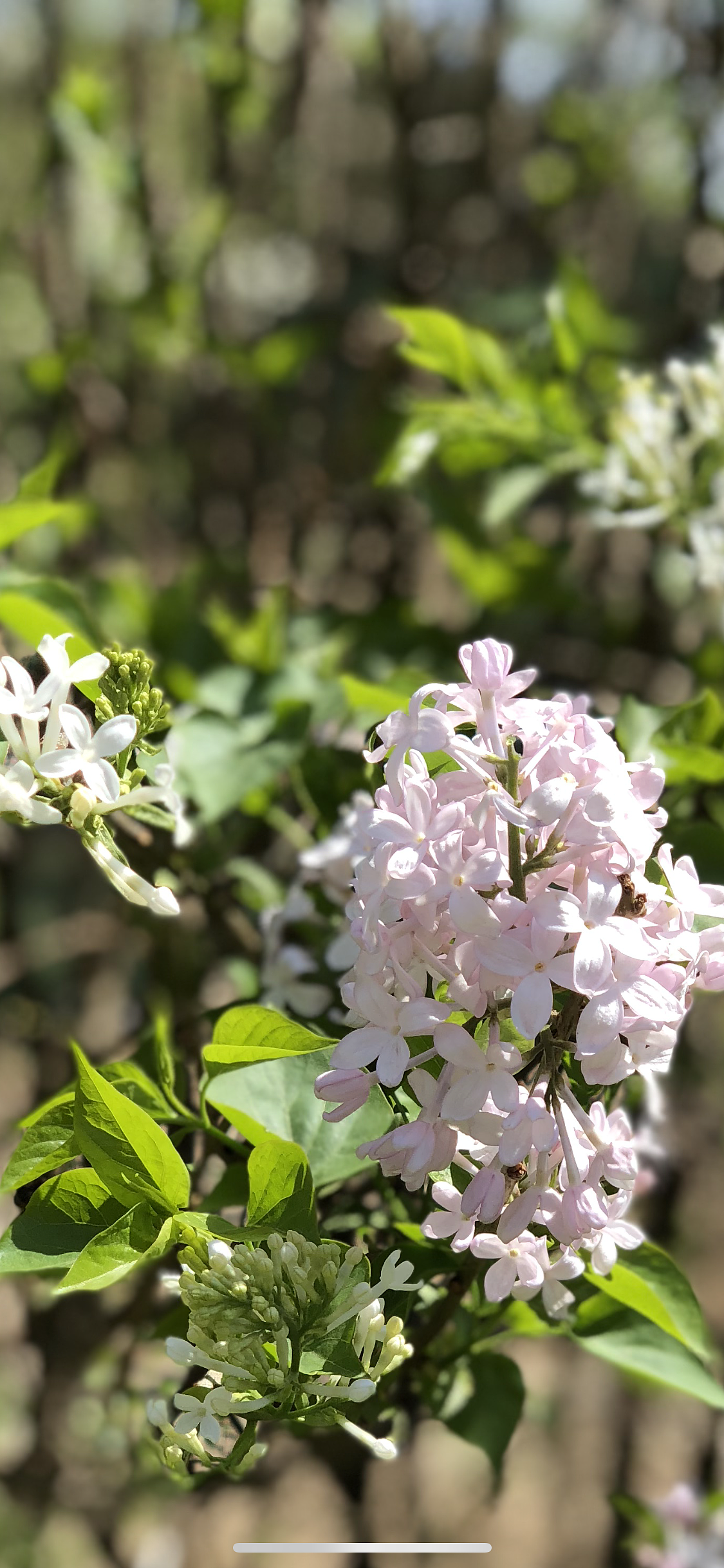 最近拍的春天（图ZMTExMjE1MDM2） - 风光摄影 - 站酷设计师胡三刀原创素材 - 站酷ZCOOL