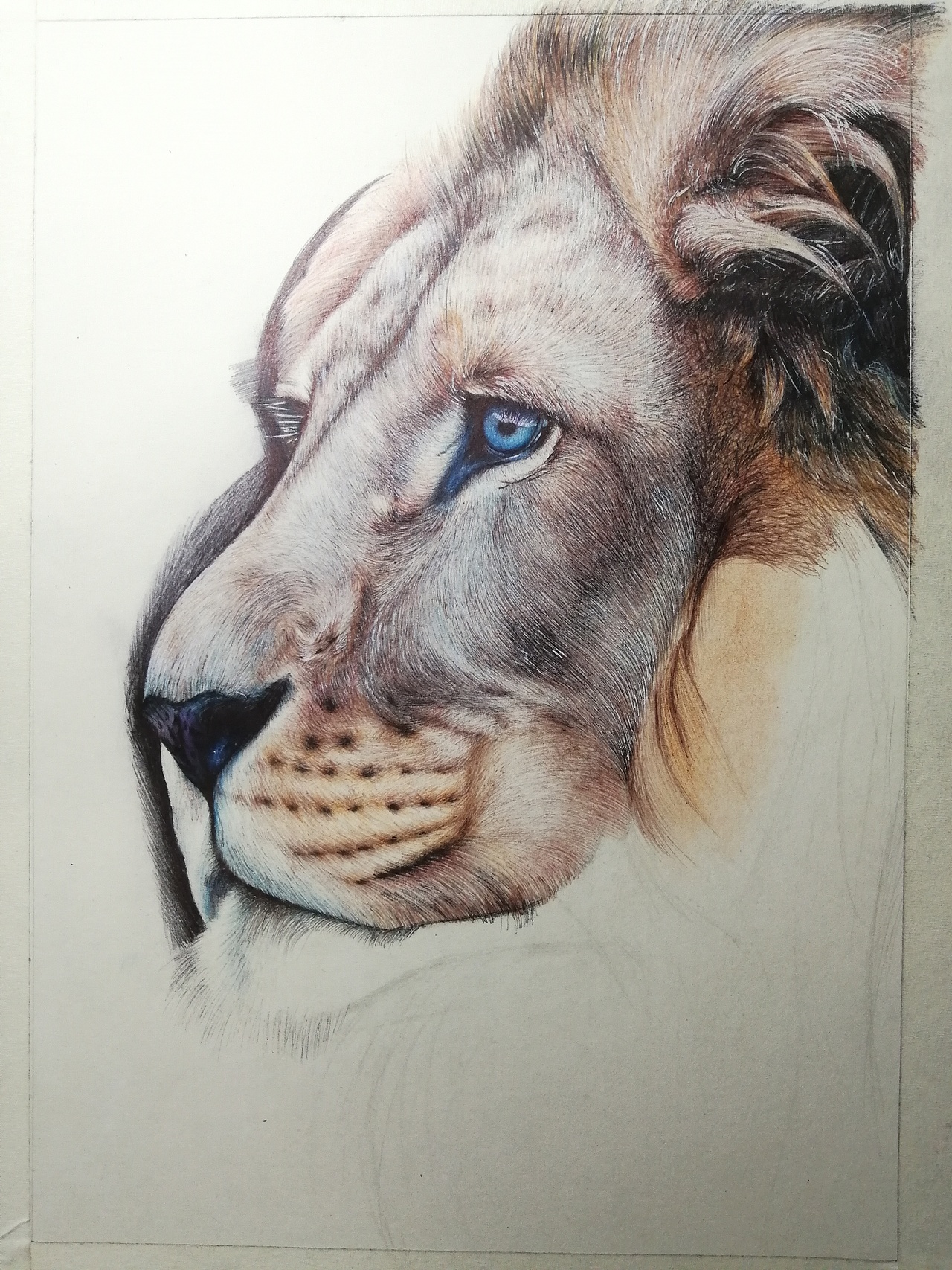 彩色圆珠笔画《雄狮》|纯艺术|绘画|yn手绘_原创作品-站酷zcool