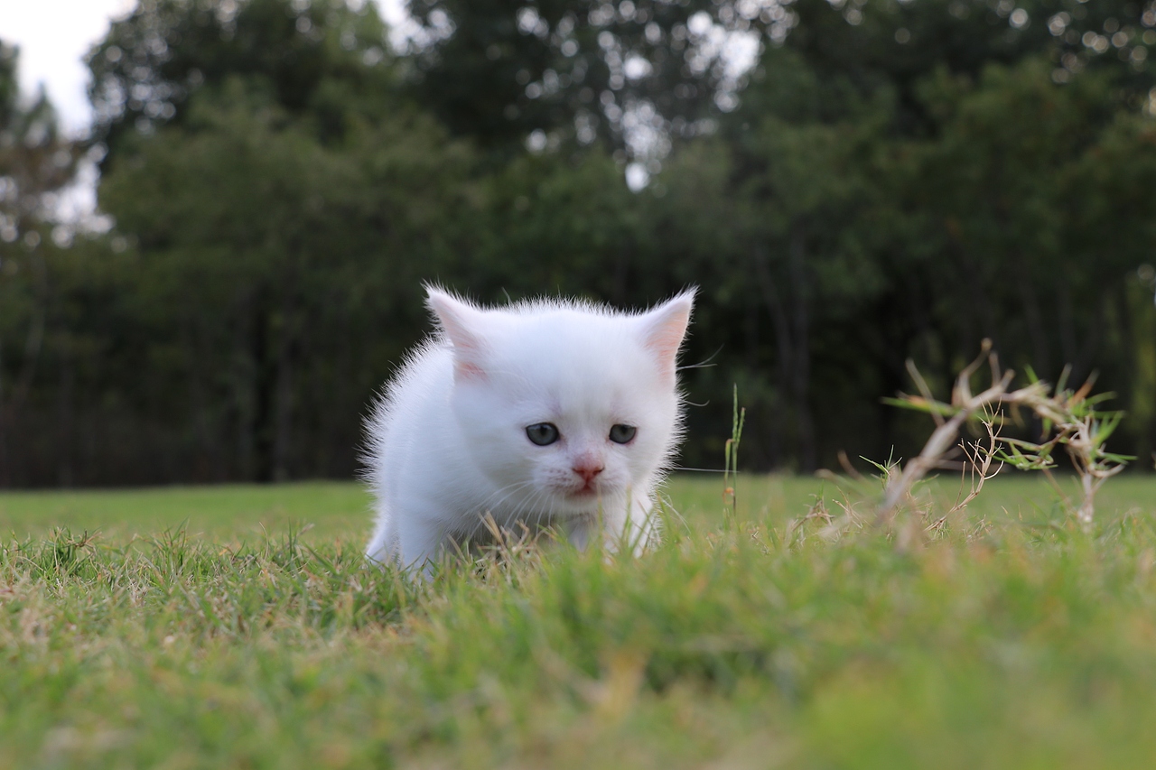 801英短纯白-母-34day565g双血统 纯白英短