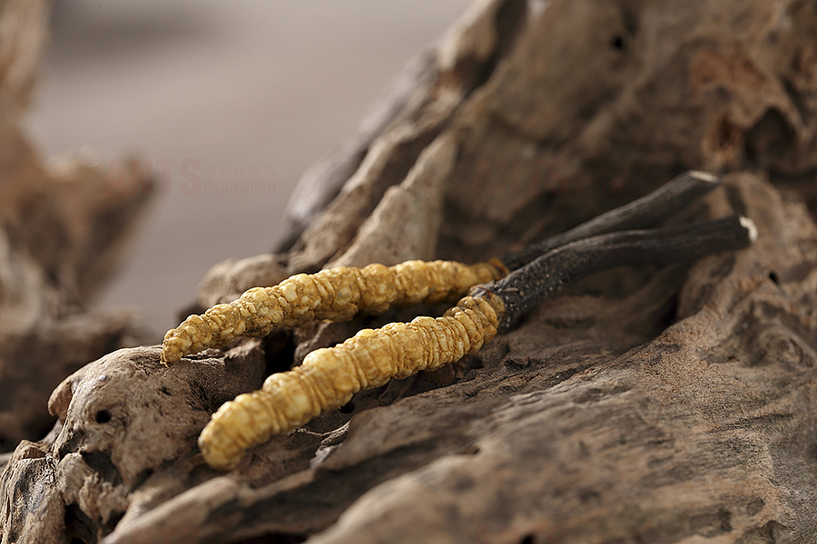 天猫淘宝冬虫夏草枸杞食品拍摄及包装展示（图ZODAzMjg1MzI=） - 产品摄影 - 站酷设计师小蚂蚁电商视觉原创素材 - 站酷ZCOOL