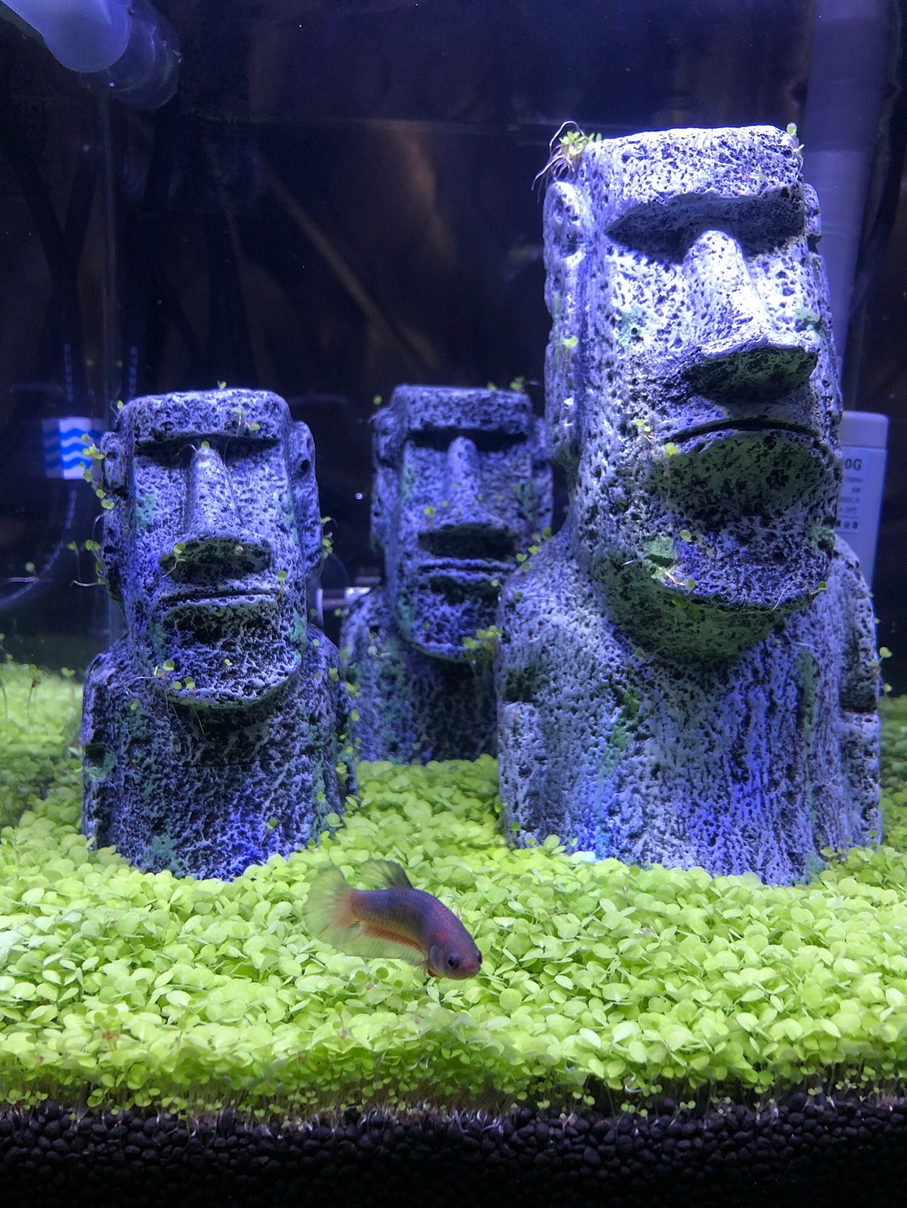 复活节岛孤独的守望者-草缸培育