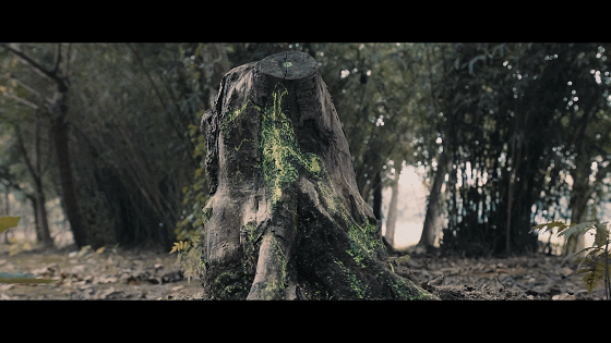 就连看似没有生命力的树干也开始彰显自己的活力