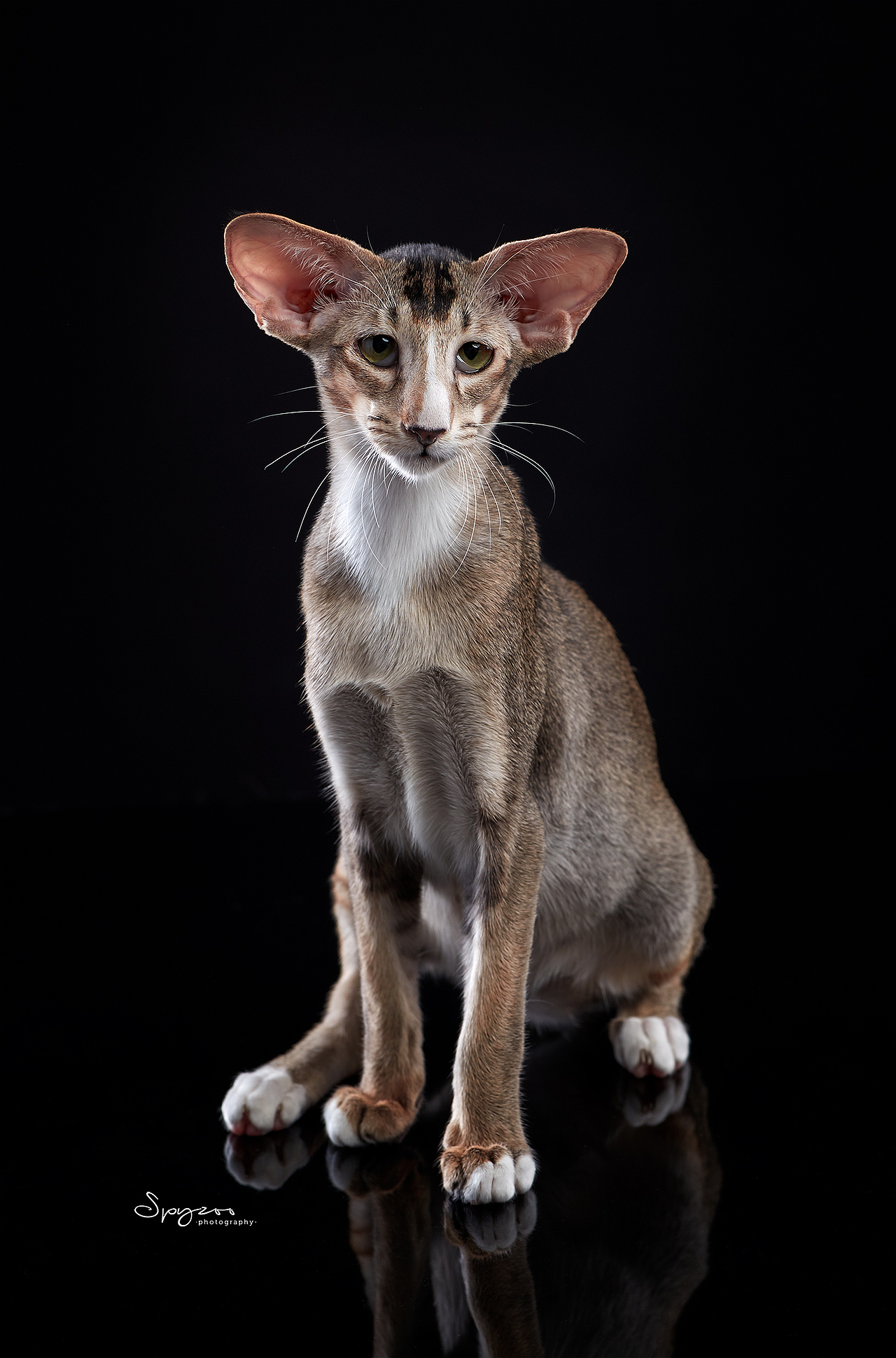 东方短毛猫天津影棚拍攝九月