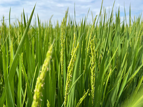 水稻稻田察布查尔田野