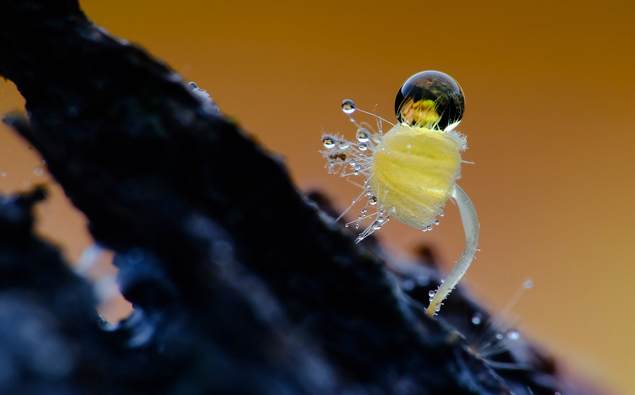 微观视觉去探索发现角落里的小精灵小生命,去观察记录他们的生存气息