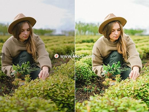 13个明亮的奶油橄榄色lr预设