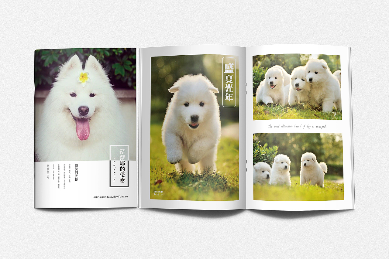 狗狗画册