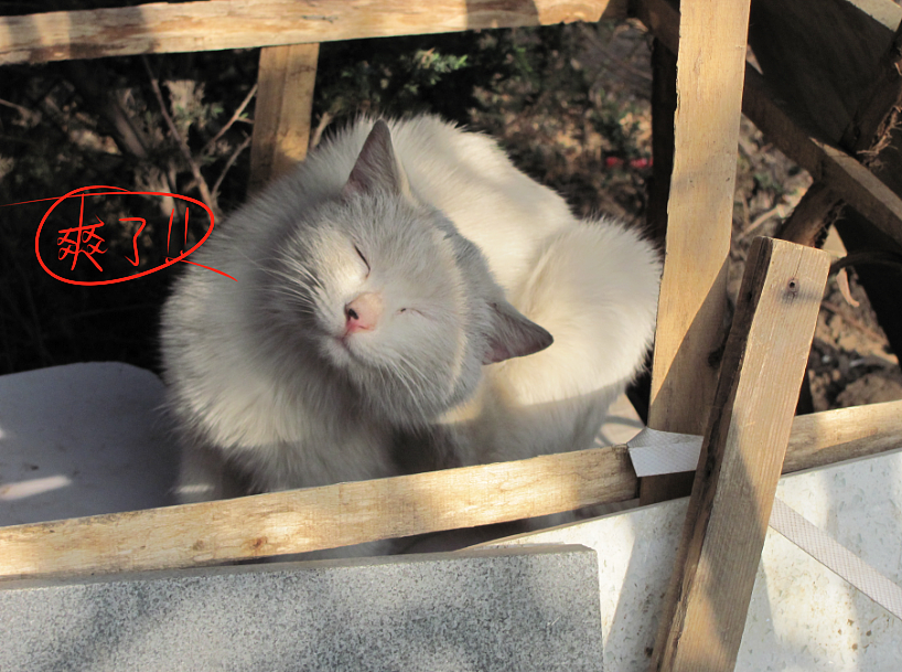 我结交了一群新朋友（图ZMjc2MjE0Njg=） - 文案/策划 - 站酷设计师画师x如也原创素材 - 站酷ZCOOL