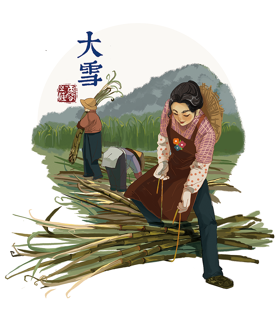 大雪-收割百年甘蔗