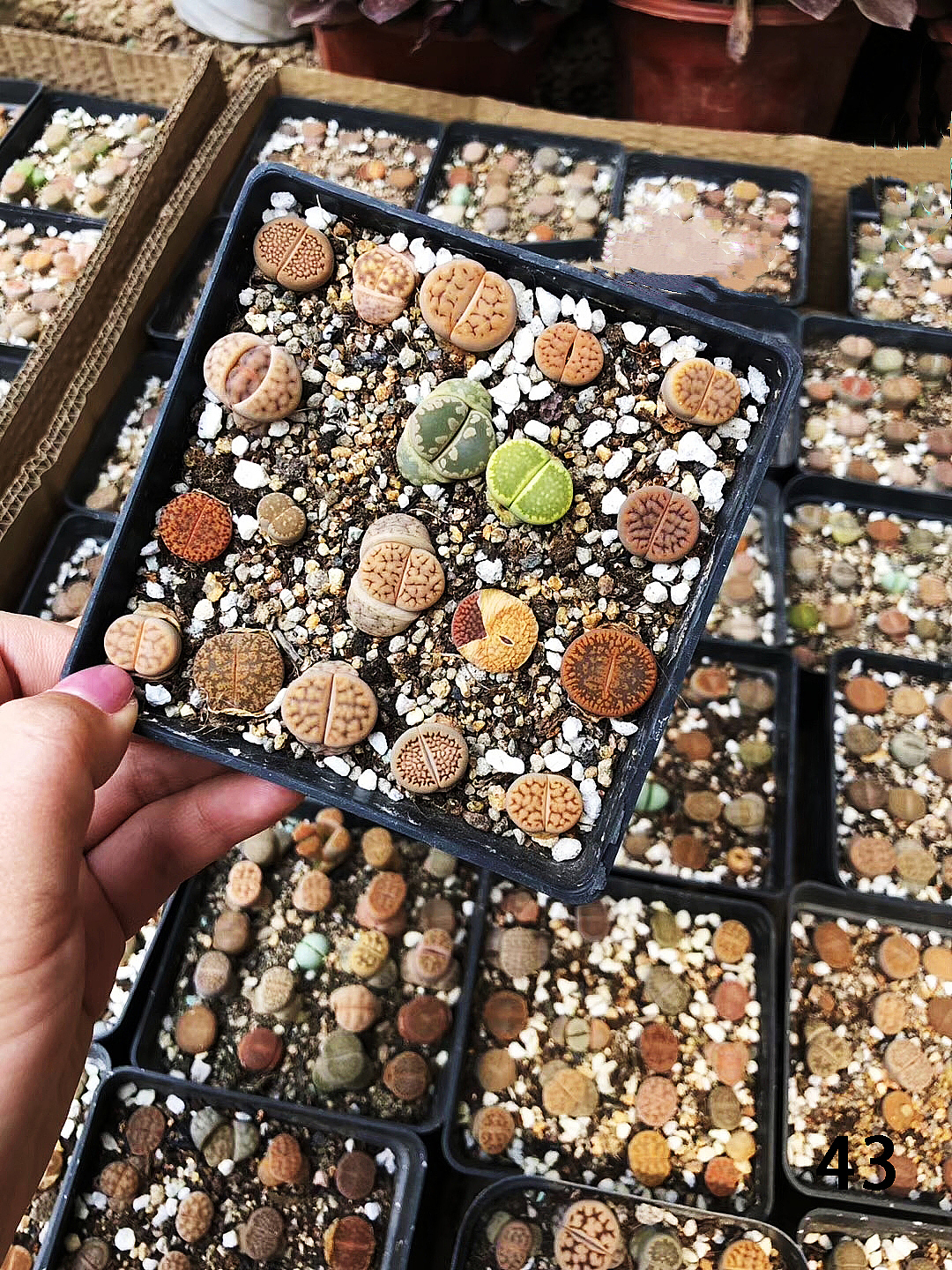 云南东南亚多肉绿植（图ZMTU1NDUxNDMy） - 产品摄影 - 站酷设计师绿植玩家原创素材 - 站酷ZCOOL