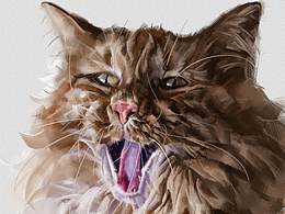 猫（画）
