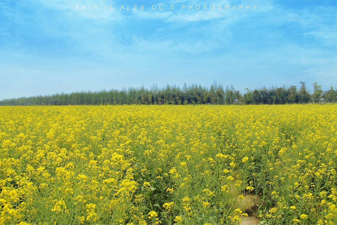 上海奉贤庄行油菜花/花开时节