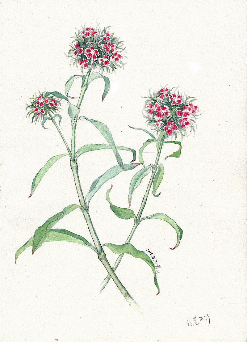 须苞石竹|插画|插画习作|_青山_ - 原创作品 - 站酷 (zcool)