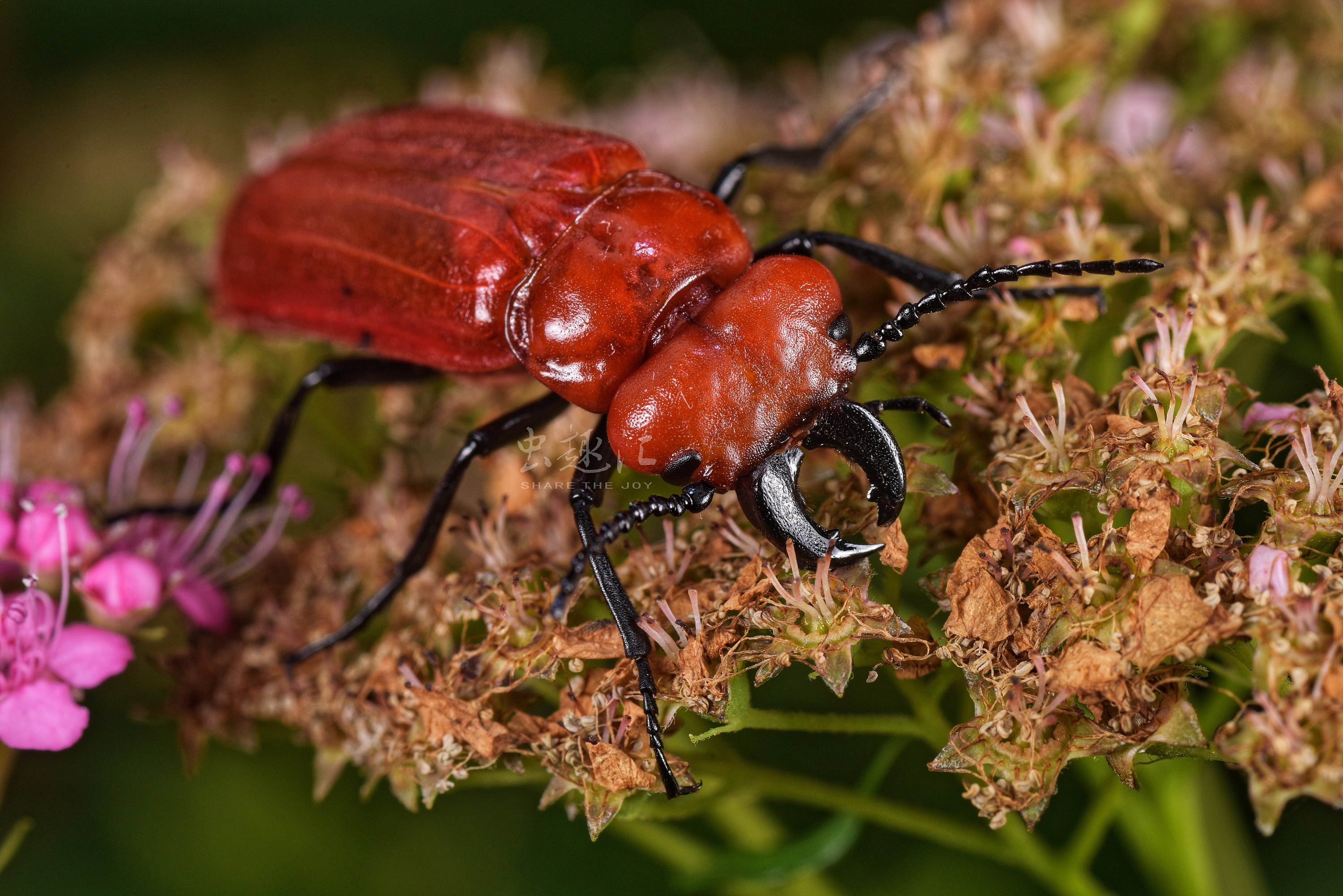 大红芫菁 cissites cephalotes (olivier, 1795)