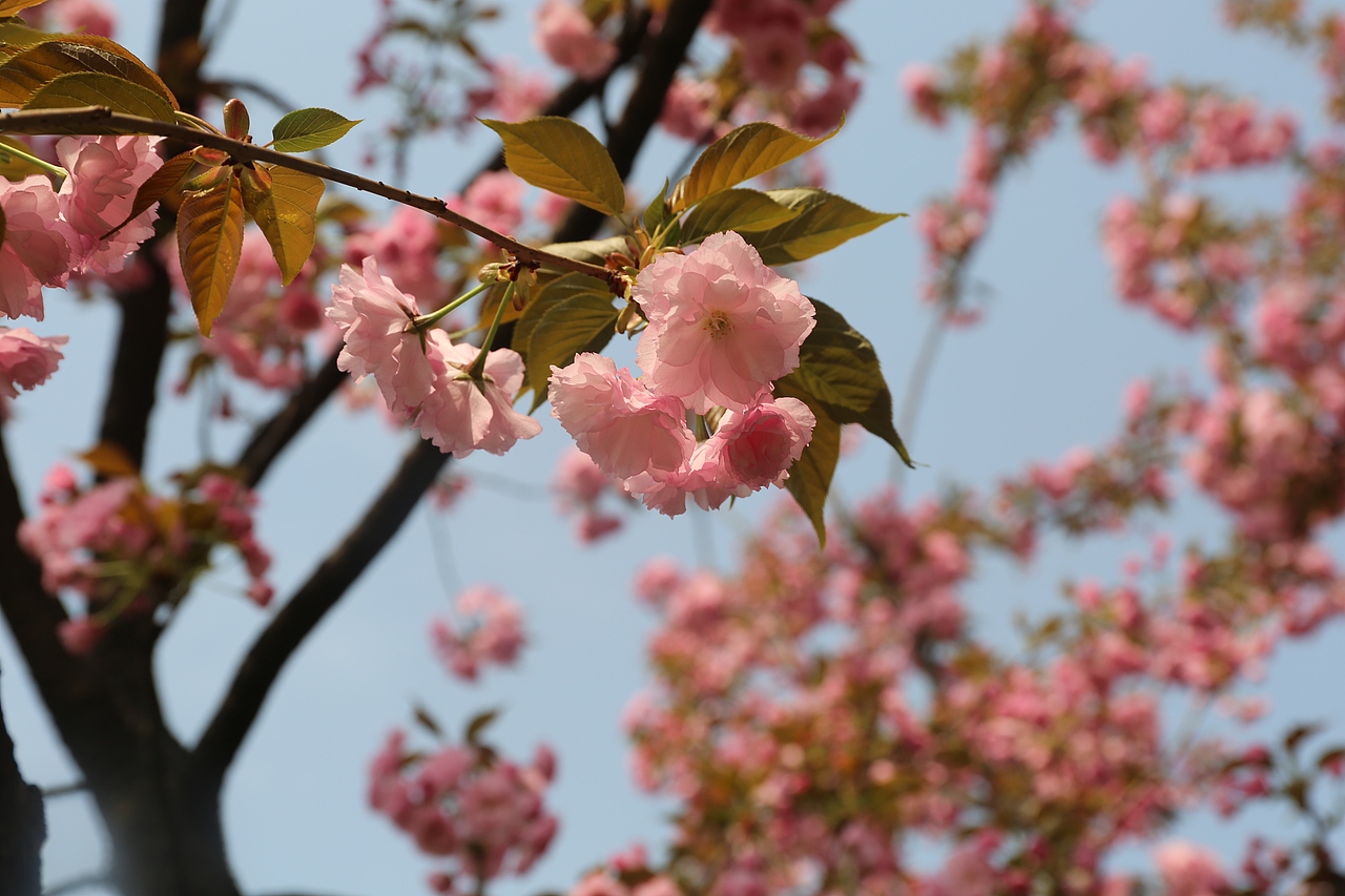 花都开好了（图ZMTEwMDAzMzky） - 其他摄影 - 站酷设计师焉寐语原创素材 - 站酷ZCOOL