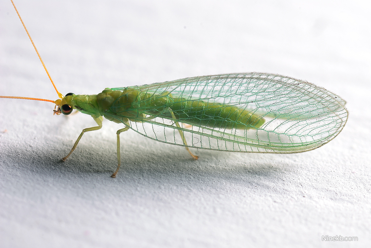 飞到我显示器上的草蛉