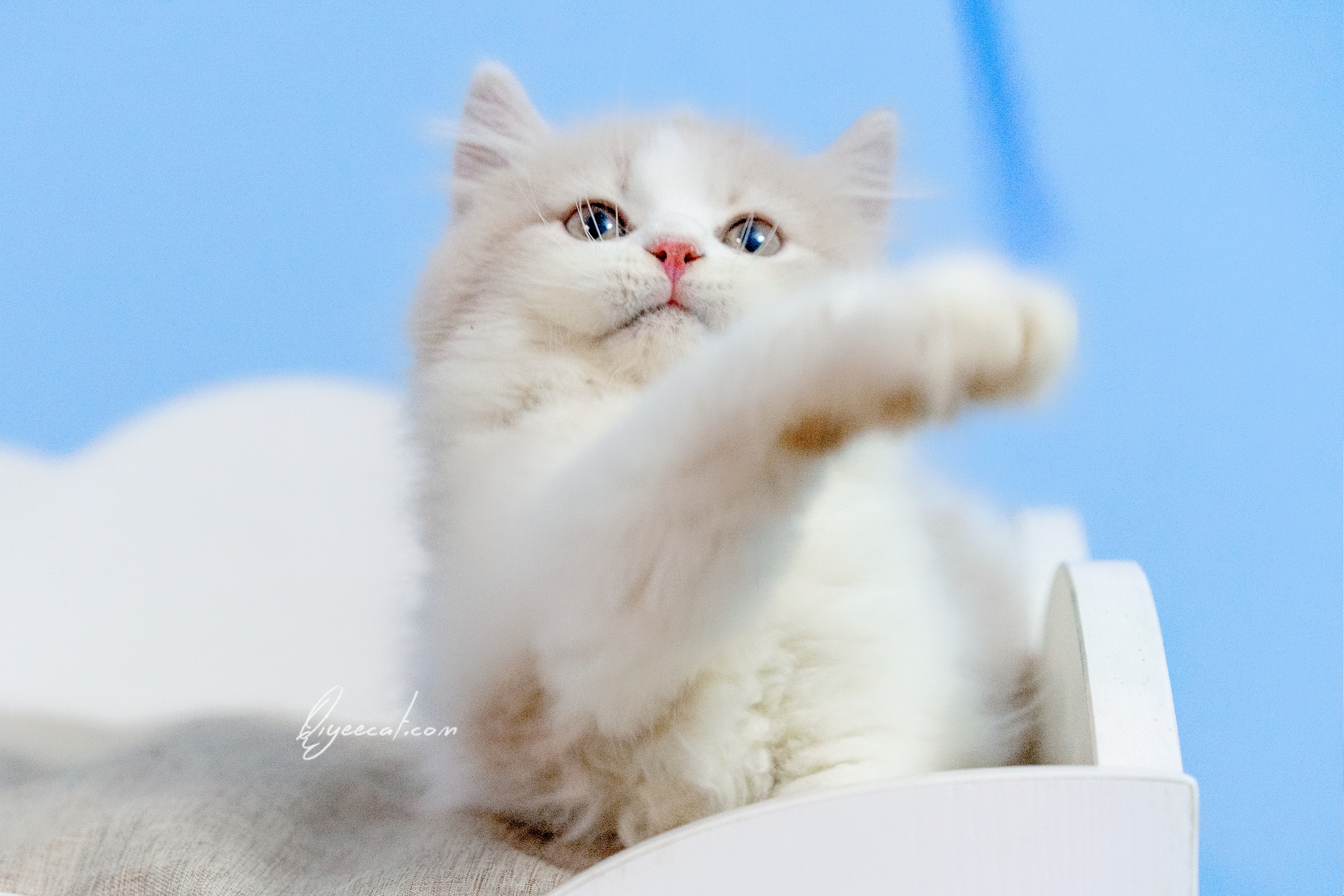 超美的英短乳白长毛弟弟,七叶英短猫舍英国长毛猫