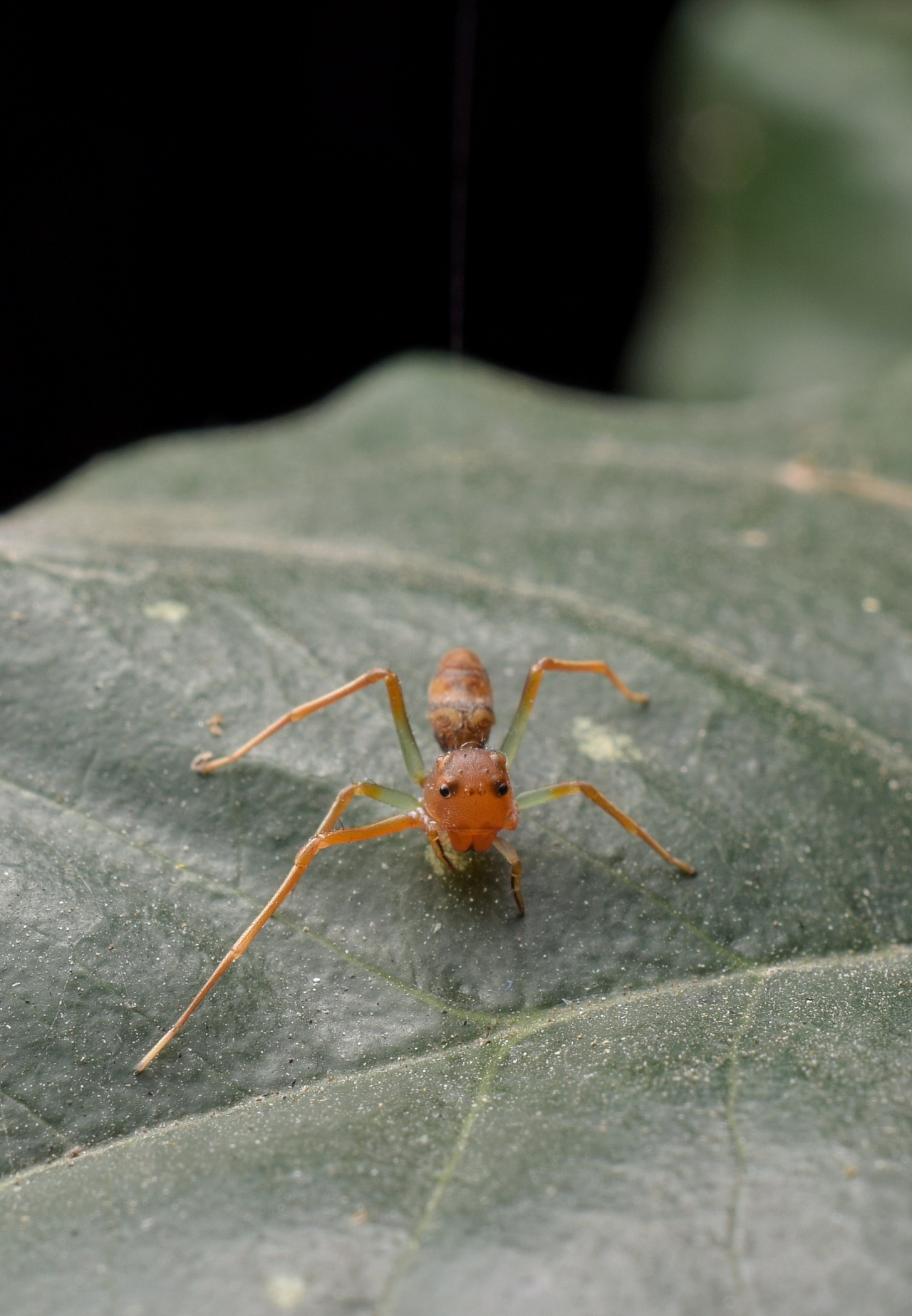 拟蚁蟹蛛_深圳绿化带