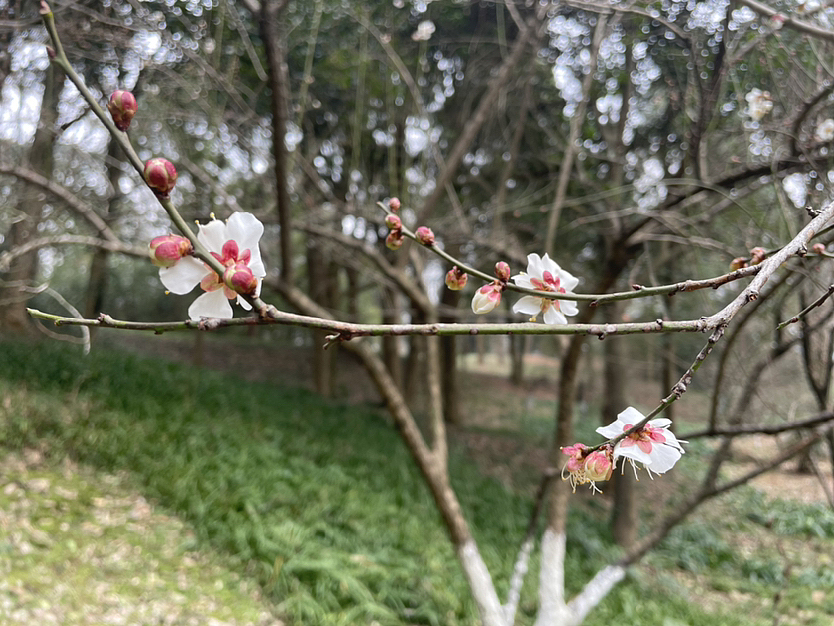 灵峰探梅（图ZMzMwNzEwODU2） - 风光摄影 - 站酷设计师钱珊Mino原创素材 - 站酷ZCOOL