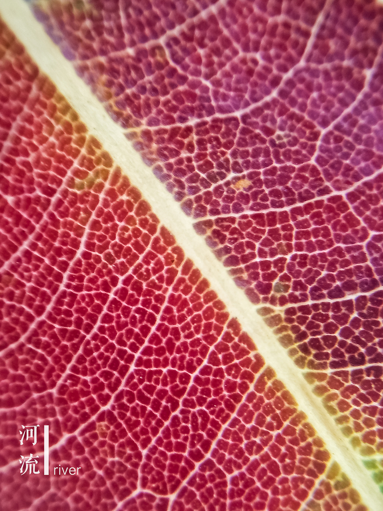 微世界——手机摄影【第一期】（图ZNTk1NzIyNjA=） - 修图/后期 - 站酷设计师tctong原创素材 - 站酷ZCOOL