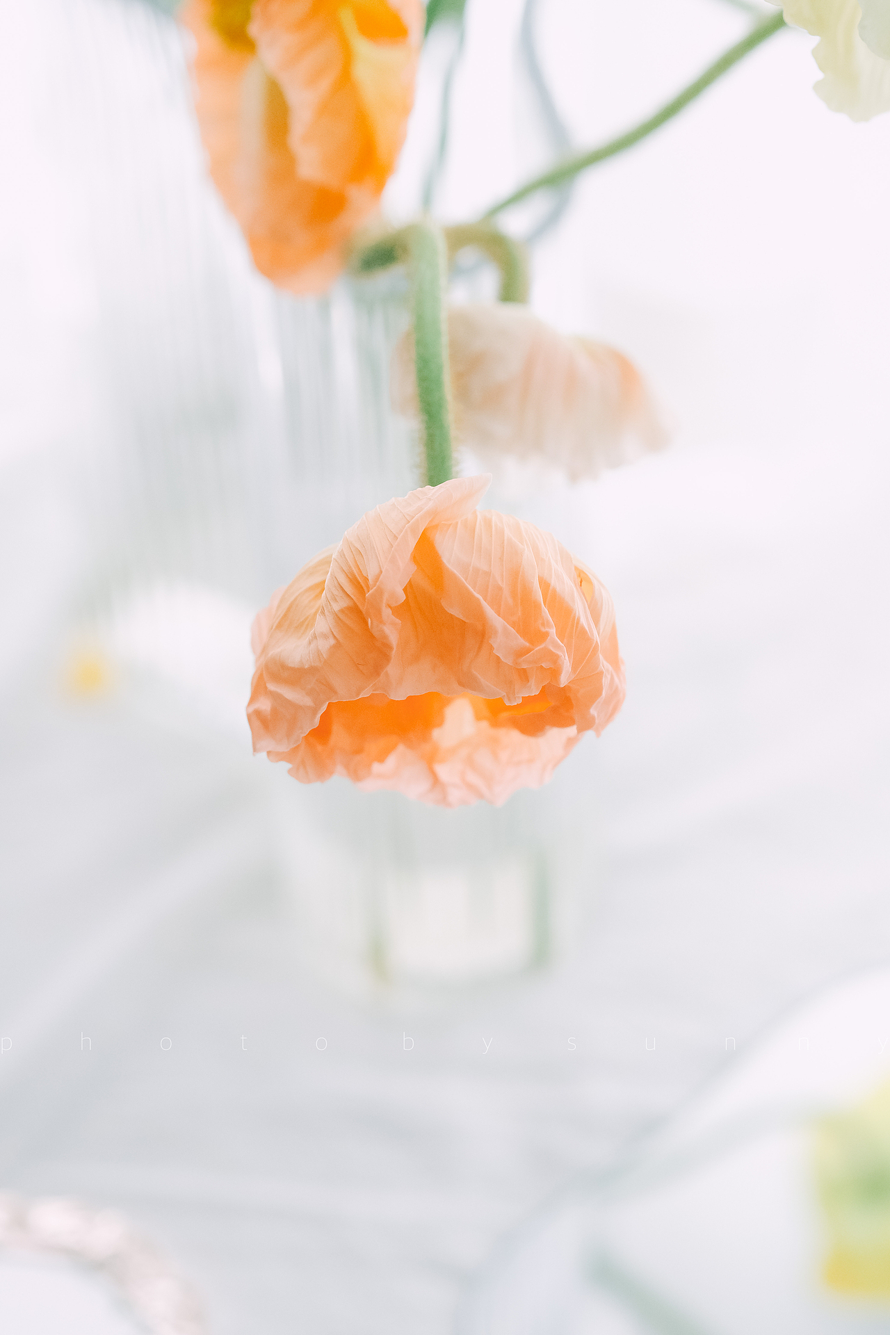 植物|虞美人
