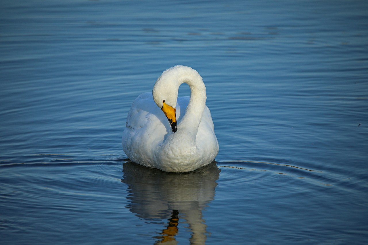 野生保护动物丨大天鹅（图ZMjM5Mjc2MzAw） - 宠物摄影 - 站酷设计师伟世李原创素材 - 站酷ZCOOL