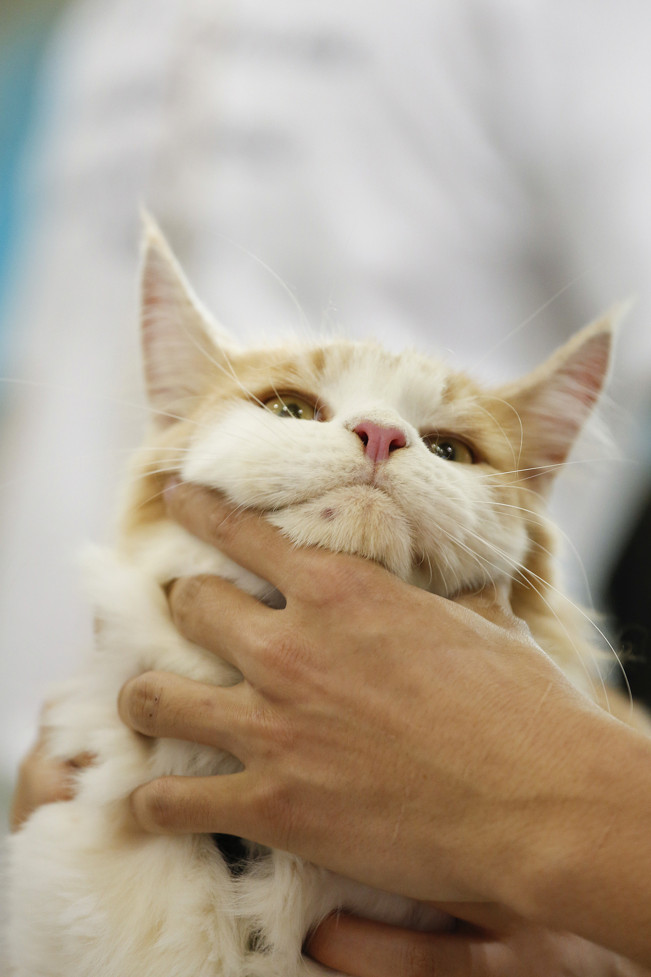 2019年5月广州琶洲华南宠物用品展