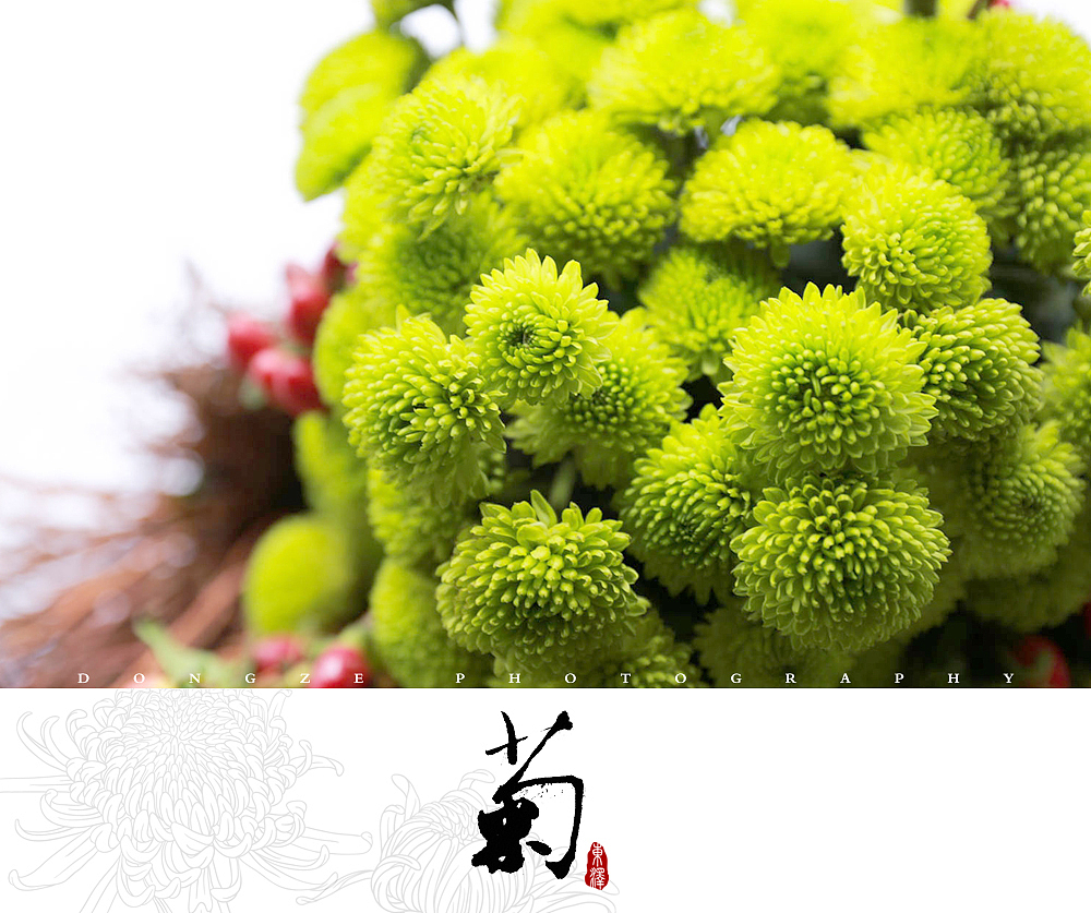 【東泽视觉】福建省第五届菊花展以及莆田市第七届盆景展