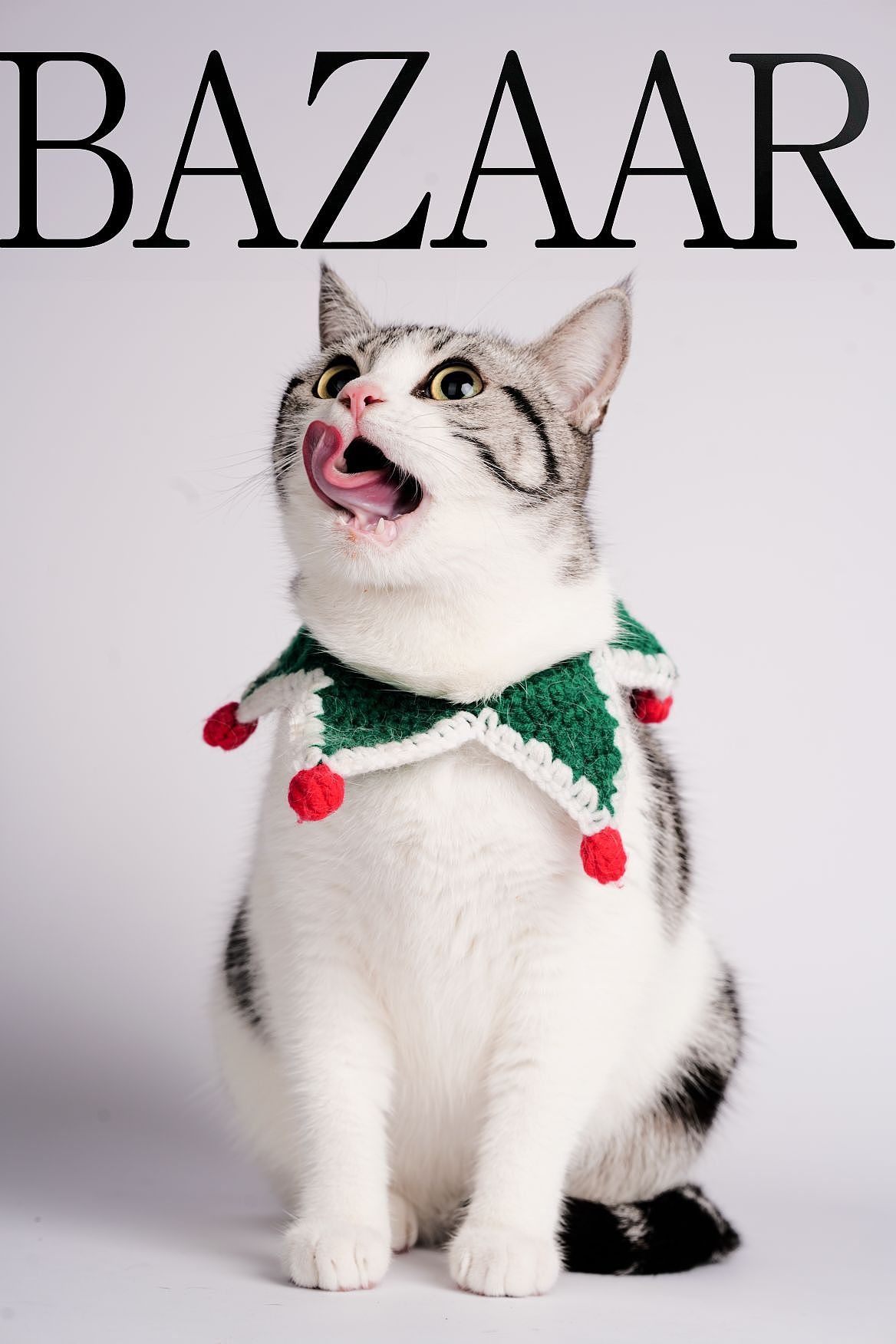 12月猫猫狗狗合集