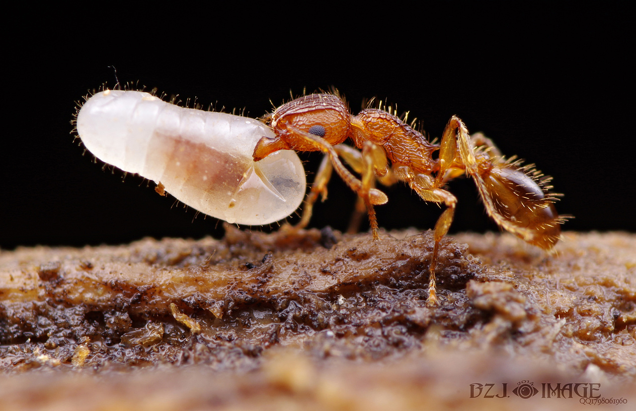 最小的蚂蚁图片