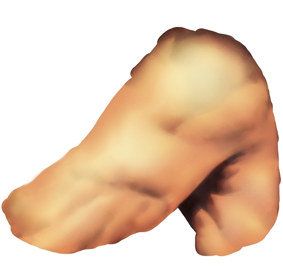 今天绘画了一些肌肉图与大家分享