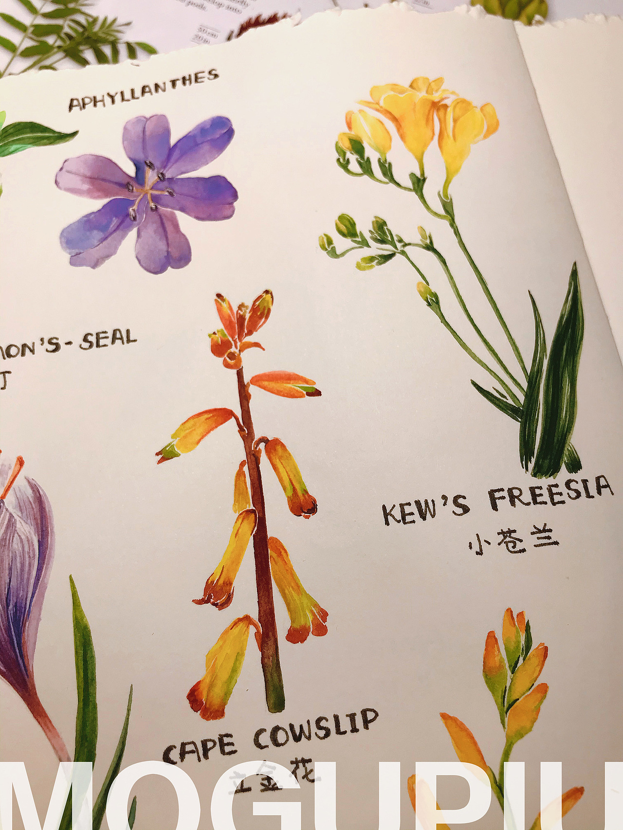 蘑菇PIU的自然笔记 关于春天 关于花开