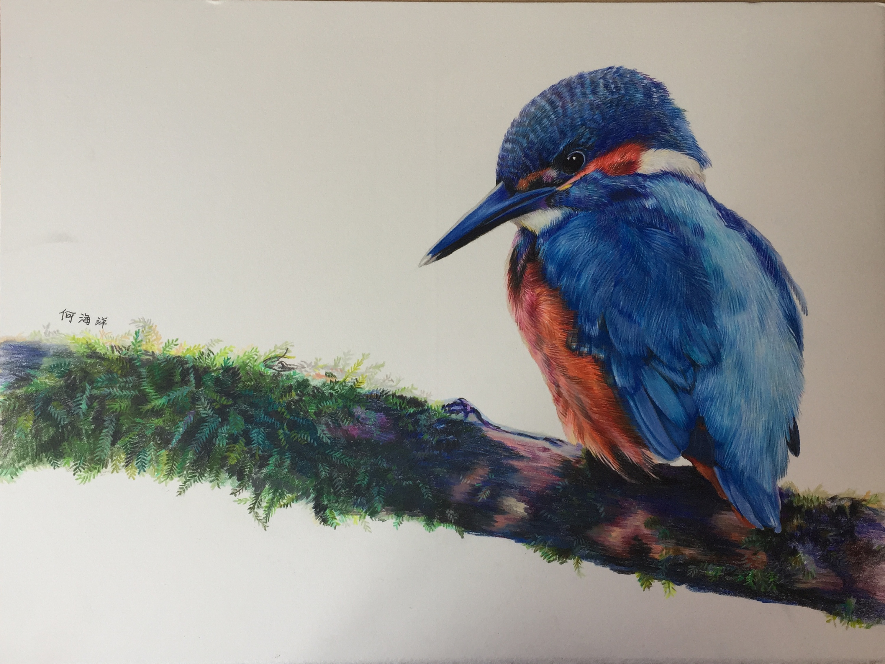 鸟|纯艺术|绘画|潇核 - 原创作品 - 站酷 (zcool)