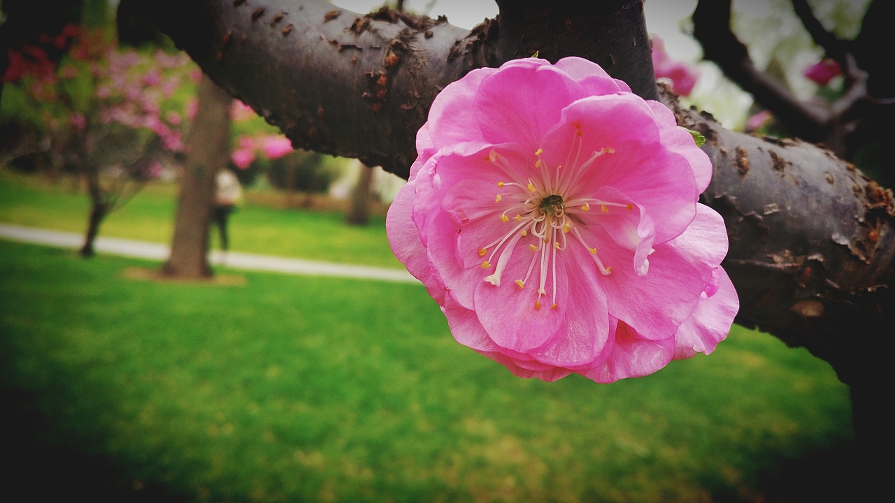 2017年清明颐和园