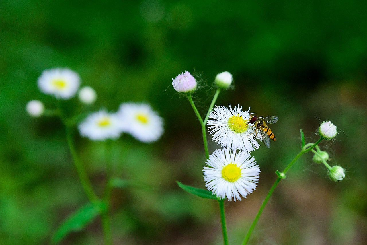风光 | 花花草草一箩筐（图ZMTU5NjI4MjI4） - 风光摄影 - 站酷设计师小獭原创素材 - 站酷ZCOOL